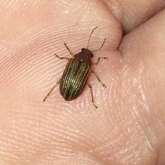 Colaspis pini by (c) Shannon Foreman, some rights reserved (CC BY), uploaded by Shannon Foreman. Used under a CC-BY license.