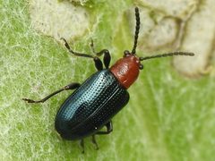 Oulema palustris by (c) Sam Kieschnick, some rights reserved (CC BY), uploaded by Sam Kieschnick. Used under a CC-BY license.