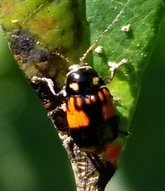 Bassareus mammifer by (c) erothsch, some rights reserved (CC BY), uploaded by erothsch. Used under a CC-BY license.