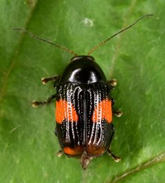 Bassareus mammifer by (c) skitterbug, some rights reserved (CC BY), uploaded by skitterbug. Used under a CC-BY license.