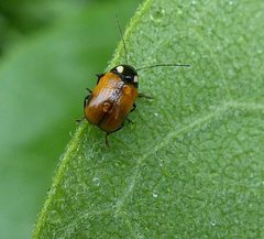 Bassareus mammifer by (c) christine123, some rights reserved (CC BY), uploaded by christine123. Used under a CC-BY license.