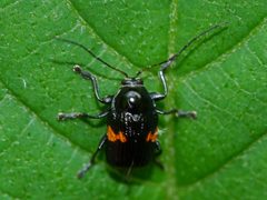 Bassareus mammifer by (c) Matt Muir, some rights reserved (CC BY), uploaded by Matt Muir. Used under a CC-BY license.