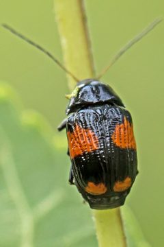 Bassareus mammifer by (c) Bill Keim, some rights reserved (CC BY). Used under a CC-BY license.