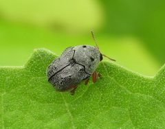 Chlamisus maculipes by (c) Francisco Farriols Sarabia, some rights reserved (CC BY), uploaded by Francisco Farriols Sarabia. Used under a CC-BY license.