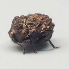 Neochlamisus eubati by (c) Will Kuhn, some rights reserved (CC BY), uploaded by Will Kuhn. Used under a CC-BY license.