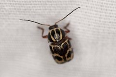 Cryptocephalus cupressi by (c) Brandon Johnson, some rights reserved (CC BY), uploaded by Brandon Johnson. Used under a CC-BY license.