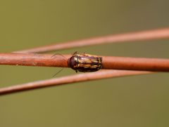 Cryptocephalus incertus by (c) Amber M. King, some rights reserved (CC BY), uploaded by Amber M. King. Used under a CC-BY license.