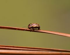 Cryptocephalus incertus by (c) Amber M. King, some rights reserved (CC BY), uploaded by Amber M. King. Used under a CC-BY license.