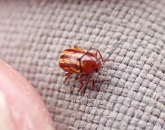 Cryptocephalus incertus by (c) Steven Lamonde, some rights reserved (CC BY), uploaded by Steven Lamonde. Used under a CC-BY license.