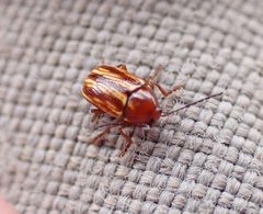 Cryptocephalus incertus by (c) Steven Lamonde, some rights reserved (CC BY), uploaded by Steven Lamonde. Used under a CC-BY license.