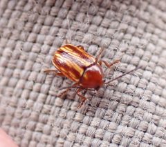 Cryptocephalus incertus by (c) Steven Lamonde, some rights reserved (CC BY), uploaded by Steven Lamonde. Used under a CC-BY license.