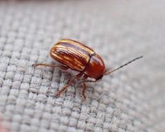 Cryptocephalus incertus by (c) Steven Lamonde, some rights reserved (CC BY), uploaded by Steven Lamonde. Used under a CC-BY license.