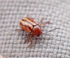 Cryptocephalus incertus by (c) Steven Lamonde, some rights reserved (CC BY), uploaded by Steven Lamonde. Used under a CC-BY license.