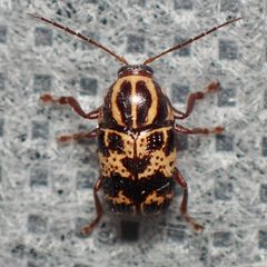 Cryptocephalus maccus by (c) Sue Carnahan, some rights reserved (CC BY), uploaded by Sue Carnahan. Used under a CC-BY license.