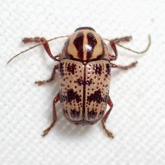 Cryptocephalus maccus by (c) Sue Carnahan, some rights reserved (CC BY), uploaded by Sue Carnahan. Used under a CC-BY license.