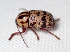 Cryptocephalus maccus by (c) Sue Carnahan, some rights reserved (CC BY), uploaded by Sue Carnahan. Used under a CC-BY license.