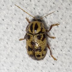 Cryptocephalus maccus by (c) Ken-ichi Ueda, some rights reserved (CC BY), uploaded by Ken-ichi Ueda. Used under a CC-BY license.