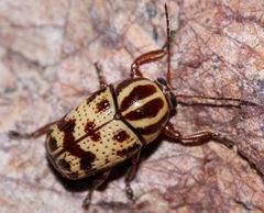 Cryptocephalus maccus by (c) Andrew Meeds, some rights reserved (CC BY), uploaded by Andrew Meeds. Used under a CC-BY license.