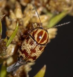 Cryptocephalus maccus by (c) Andrew Meeds, some rights reserved (CC BY), uploaded by Andrew Meeds. Used under a CC-BY license.