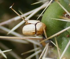 Cryptocephalus merus by (c) Wendy McCrady, some rights reserved (CC BY), uploaded by Wendy McCrady. Used under a CC-BY license.