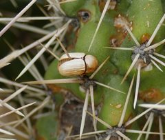 Cryptocephalus merus by (c) Wendy McCrady, some rights reserved (CC BY), uploaded by Wendy McCrady. Used under a CC-BY license.