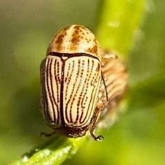 Cryptocephalus merus by (c) Sue Carnahan, some rights reserved (CC BY), uploaded by Sue Carnahan. Used under a CC-BY license.