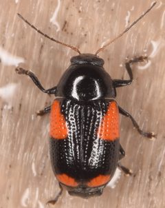 Cryptocephalus quadruplex by (c) skitterbug, some rights reserved (CC BY), uploaded by skitterbug. Used under a CC-BY license.