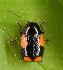 Cryptocephalus quadruplex by (c) skitterbug, some rights reserved (CC BY), uploaded by skitterbug. Used under a CC-BY license.