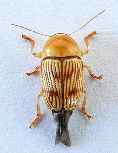Cryptocephalus quercus by (c) jimeckert49, some rights reserved (CC BY). Used under a CC-BY license.