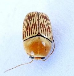 Cryptocephalus quercus by (c) jimeckert49, some rights reserved (CC BY). Used under a CC-BY license.