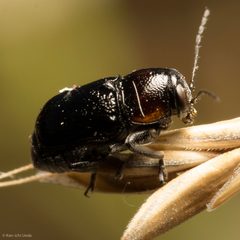 Pachybrachis hybridus by (c) Ken-ichi Ueda, some rights reserved (CC BY), uploaded by Ken-ichi Ueda. Used under a CC-BY license.