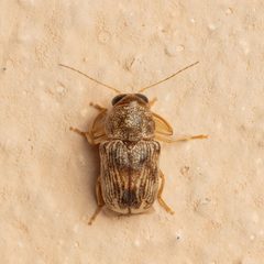 Pachybrachis integratus by (c) Justin Williams, some rights reserved (CC BY), uploaded by Justin Williams. Used under a CC-BY license.