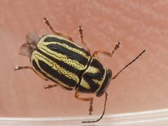 Pachybrachis nigricornis by (c) Sam Kieschnick, some rights reserved (CC BY), uploaded by Sam Kieschnick. Used under a CC-BY license.