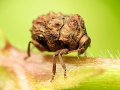 Neochlamisus by (c) Katja Schulz, some rights reserved (CC BY). Used under a CC-BY license.
