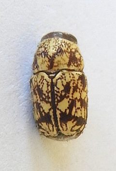 Pachybrachis chaoticus by (c) jimeckert49, some rights reserved (CC BY). Used under a CC-BY license.