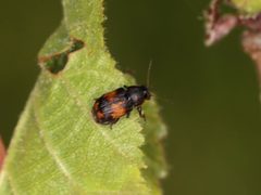 Pachybrachis subfasciatus by (c) Jake McCumber, some rights reserved (CC BY), uploaded by Jake McCumber. Used under a CC-BY license.