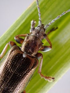 Plateumaris germari by (c) Trevor Van Loon, some rights reserved (CC BY), uploaded by Trevor Van Loon. Used under a CC-BY license.