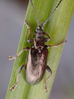 Plateumaris germari by (c) Trevor Van Loon, some rights reserved (CC BY), uploaded by Trevor Van Loon. Used under a CC-BY license.