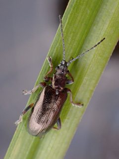 Plateumaris germari by (c) Trevor Van Loon, some rights reserved (CC BY), uploaded by Trevor Van Loon. Used under a CC-BY license.