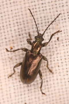 Plateumaris nitida by (c) Trevor Van Loon, some rights reserved (CC BY), uploaded by Trevor Van Loon. Used under a CC-BY license.