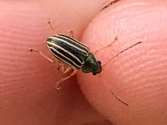 Colaspis costipennis by (c) Raven Dandridge, some rights reserved (CC BY), uploaded by Raven Dandridge. Used under a CC-BY license.