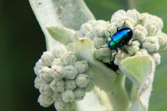 Chrysochus cobaltinus by (c) Alan Vernon, some rights reserved (CC BY). Used under a CC-BY license.
