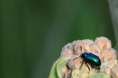 Chrysochus cobaltinus by (c) Alan Vernon, some rights reserved (CC BY). Used under a CC-BY license.