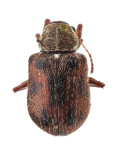 Xanthonia decemnotata by (c) Christian Back, some rights reserved (CC BY), uploaded by Christian Back. Used under a CC-BY license.