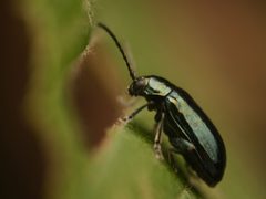 Altica bimarginata by (c) Alexis Tinker-Tsavalas, some rights reserved (CC BY), uploaded by Alexis Tinker-Tsavalas. Used under a CC-BY license.