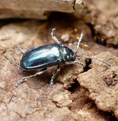 Altica bimarginata by (c) Jonathan Curley, some rights reserved (CC BY), uploaded by Jonathan Curley. Used under a CC-BY license.