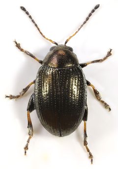 Chaetocnema concinna by (c) 
janetgraham84new, some rights reserved (CC BY). Used under a CC-BY license.