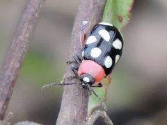 Omophoita cyanipennis by (c) Sam Kieschnick, some rights reserved (CC BY), uploaded by Sam Kieschnick. Used under a CC-BY license.