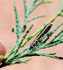 Diorhabda carinulata by (c) Jason Eckberg, some rights reserved (CC BY), uploaded by Jason Eckberg. Used under a CC-BY license.