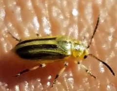 Diorhabda carinulata by (c) Jason Eckberg, some rights reserved (CC BY), uploaded by Jason Eckberg. Used under a CC-BY license.